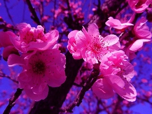 trees, fruit, flourishing