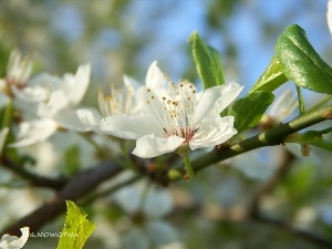 trees, fruit, flourishing