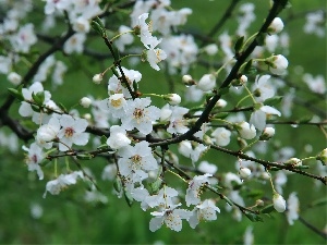 trees, fruit, flourishing