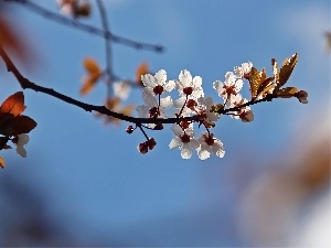 trees, fruit, flourishing