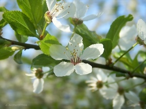 trees, fruit, flourishing