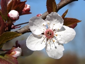 trees, fruit, flourishing