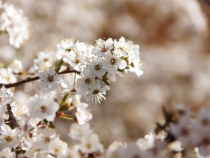 trees, fruit, flourishing