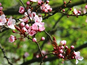 trees, fruit, flourishing