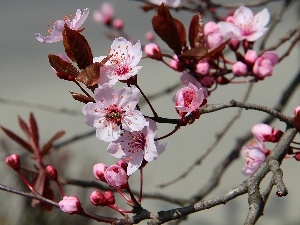 trees, fruit, flourishing