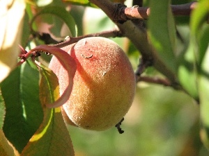 twig, fruit, peach