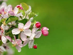 fruit, trees, twig, flourishing