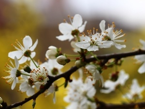 fruit, trees, White, Flowers