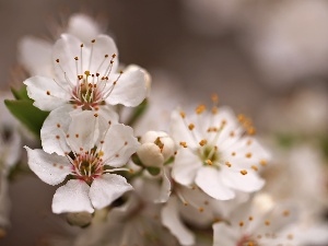 fruit, trees, White, Flowers