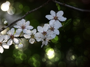 fruit, trees, White, Flowers