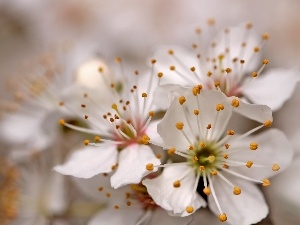 fruit, trees, White, Flowers