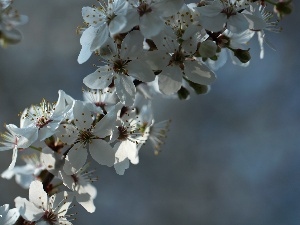 fruit, trees, White, Flowers