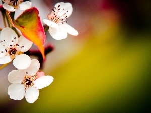 fruit, trees, White, Flowers