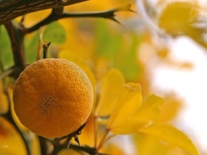Yellow, fruit, quince
