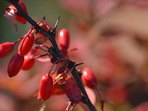 Fruitbodies, barberry