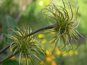 Clematis, Fruitbodies, faded