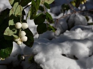 water, Fruitbodies, drops, twig, snow, Symphoricarpos Duhamel