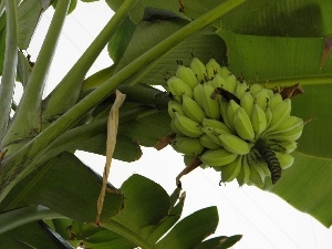 Fruits, bananas