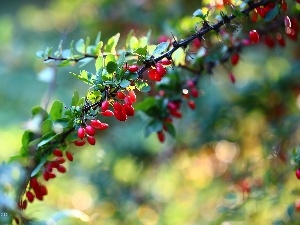 Fruits, Red, barberry, Bush