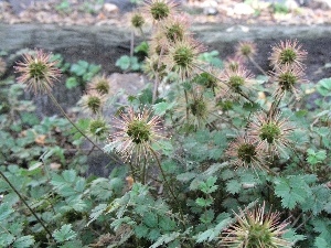 Fruits, Aceny Buchanana, spiky