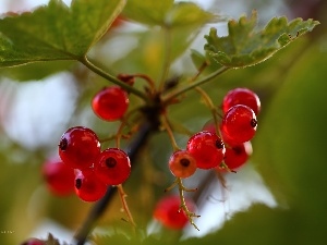 currants, Fruits, Red