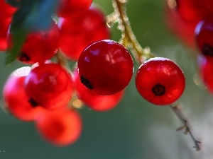 currants, Fruits, Red