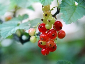 currants, Fruits, Red