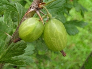 Fruits, gooseberry