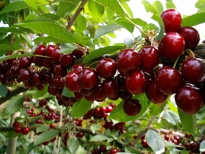 Mature, Fruits, cherry