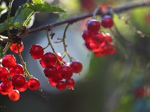Fruits, The beads, Red, currants