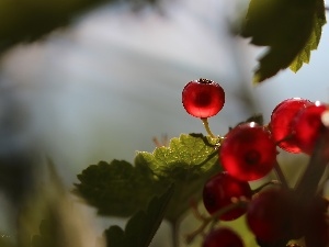 Fruits, The beads, Red Currants