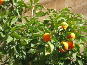sapling, Fruits, mandarin