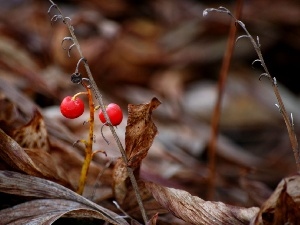 Fruits, lily of the Valley