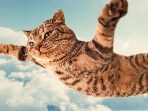 Funny, clouds, flying, cat