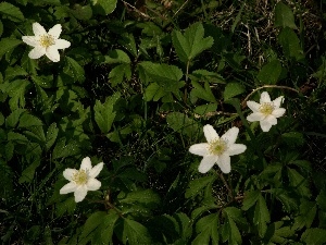 gamekeeper, anemone