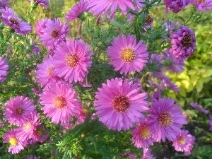 Astra, Garden, purple