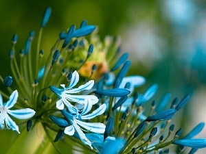 Agapanthus, Flowers, blue, White