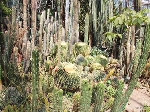 botanical garden, Cactus