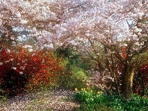 cherry, Garden, Blossoming