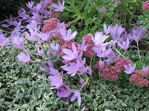 Garden, colchicum