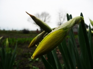 Garden, Daffodils