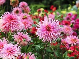 dahlias, Garden, Pink