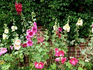 Hollyhocks, garden, color