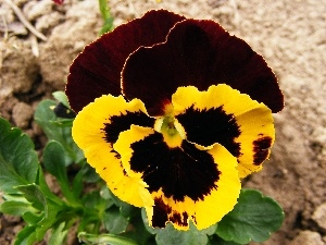leaves, Garden, pansy