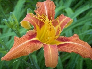 garden, lily