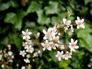 Garden, White, nature, Hoja