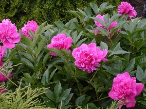 Peonies, Garden, Pink