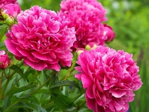 Garden, Peonies