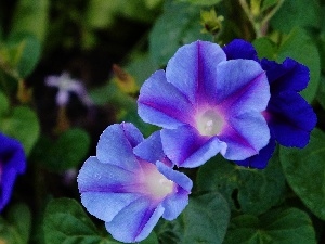 bindweed, blue