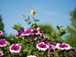 Garden, petunia